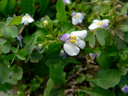 {Mazus pumilus}